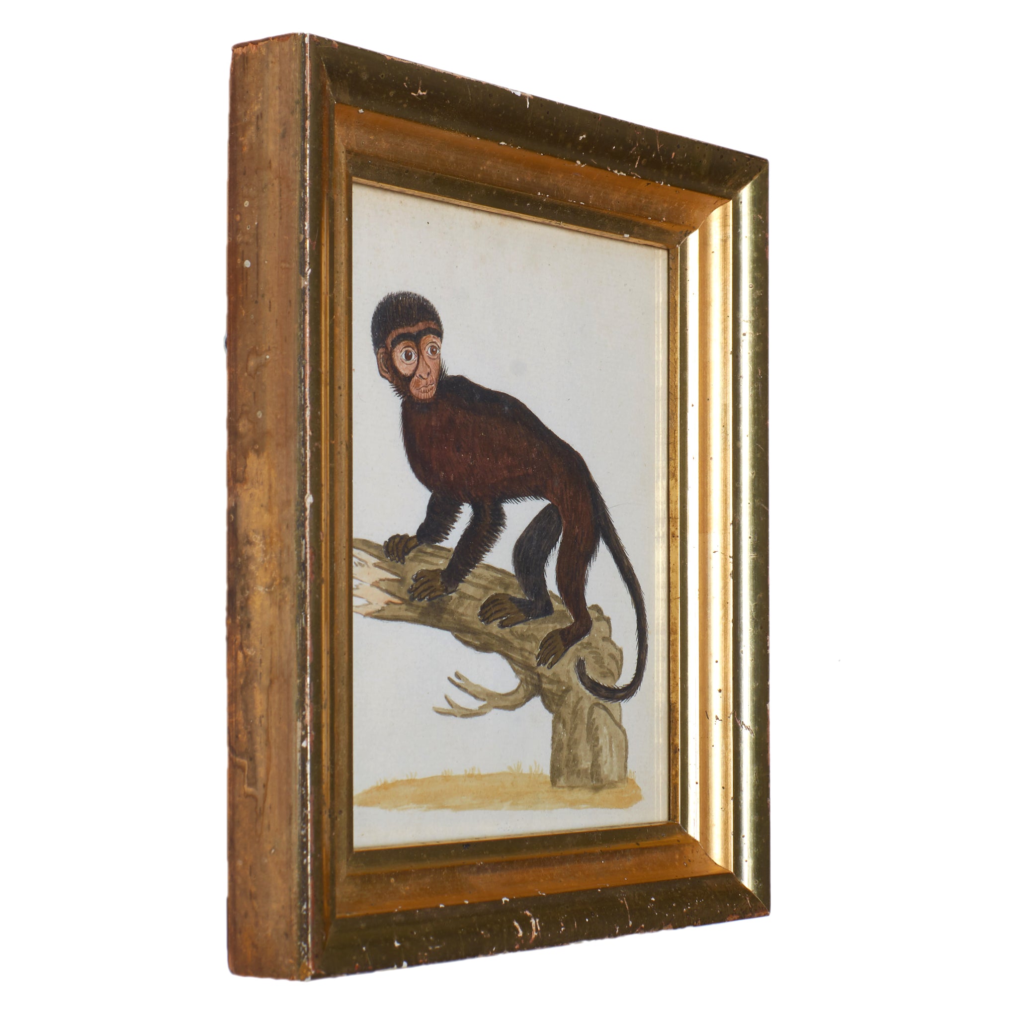 18th Century Monkey Watercolors - A Pair